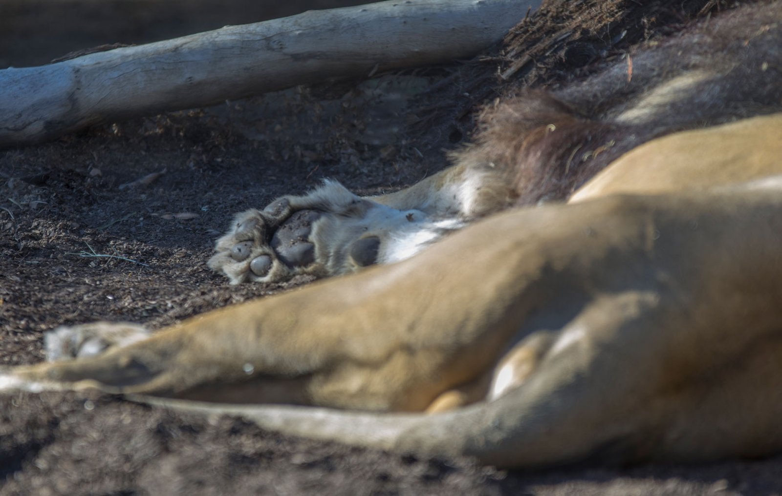 San Diego Zoo Part I 067
